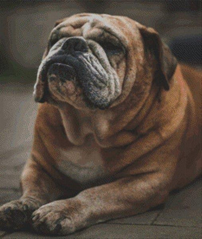 Babe: Bulldog - White Willow Stitching