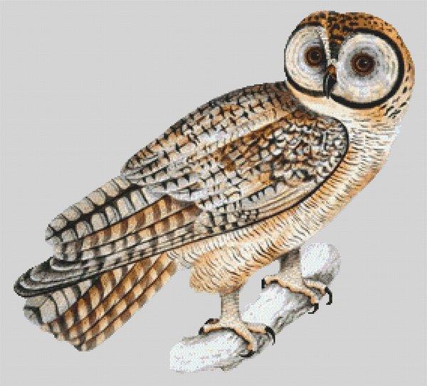 Spotted Owl - White Willow Stitching