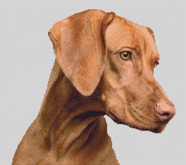 Vizsla Beauty - White Willow Stitching