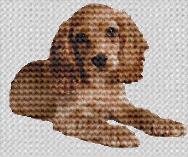 Cocker Spaniel Puppy 2 - White Willow Stitching