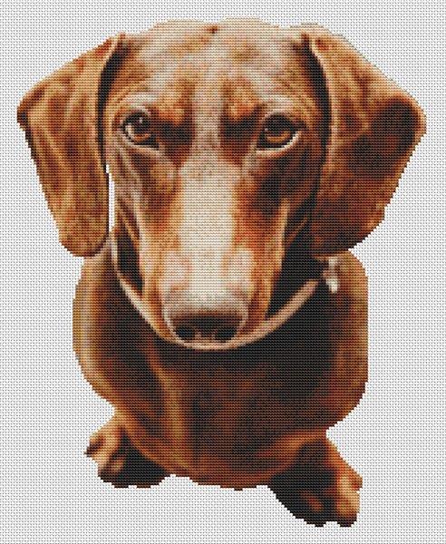 Red Dachshund - White Willow Stitching