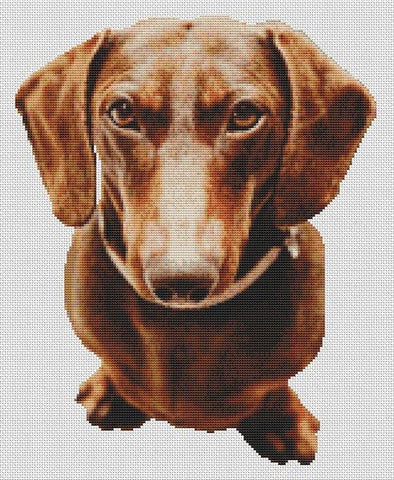 Red Dachshund - White Willow Stitching