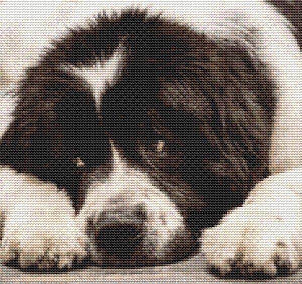 Landseer Newfoundland - White Willow Stitching