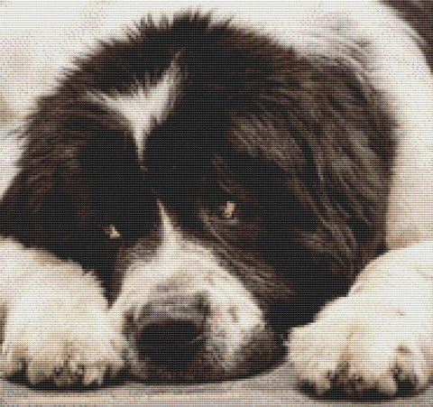 Landseer Newfoundland - White Willow Stitching