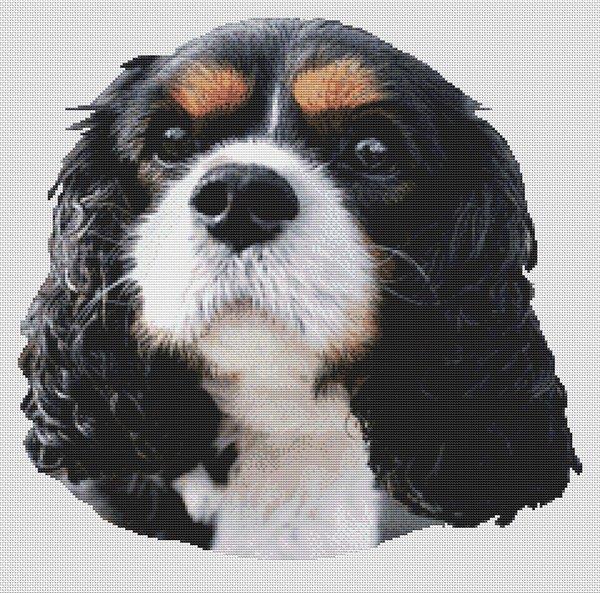 Tri-Colored Cavalier King Charles Spaniel - White Willow Stitching