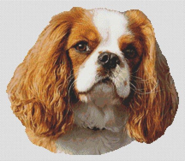 Blenheim Cavalier King Charles Spaniel 2 - White Willow Stitching