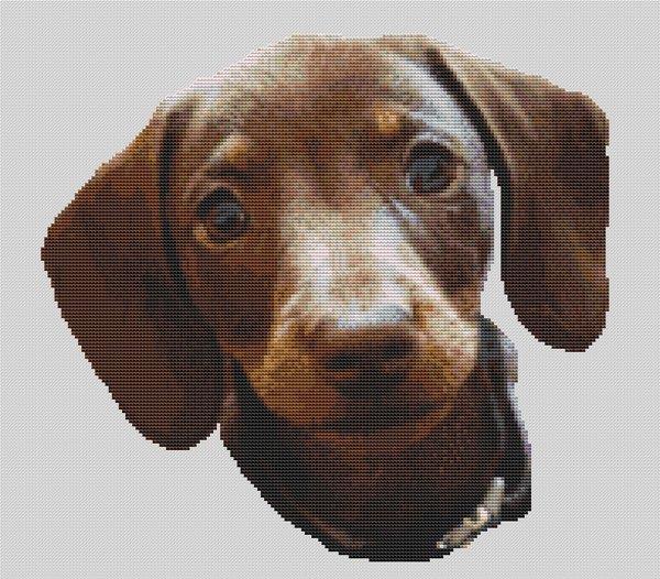 Chocolate And Tan Dachshund Pup - White Willow Stitching