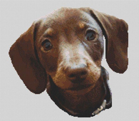Chocolate And Tan Dachshund Pup - White Willow Stitching