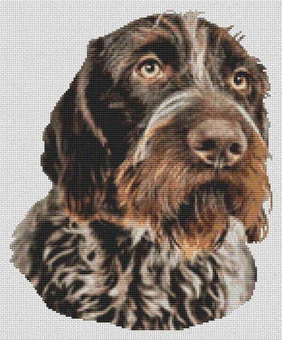 German Wirehaired Pointer 2 - White Willow Stitching