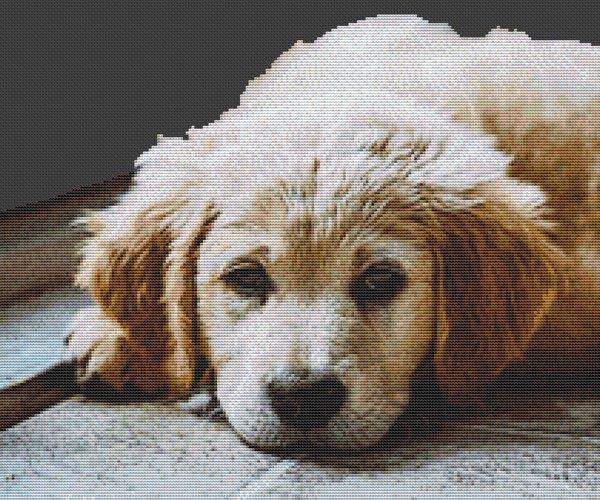 Golden Retriever Resting - White Willow Stitching
