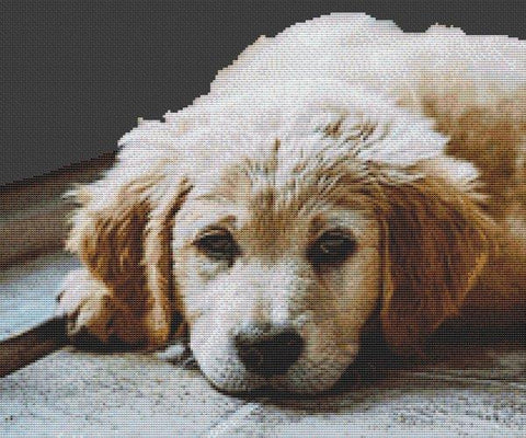 Golden Retriever Resting - White Willow Stitching