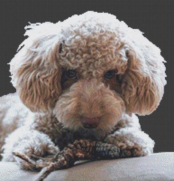 Cream Poodle - White Willow Stitching
