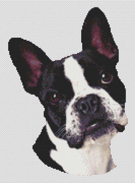 Boston Terrier Portrait - White Willow Stitching