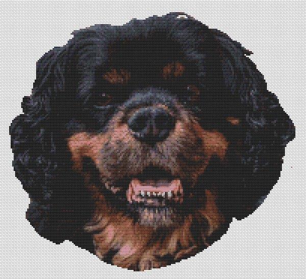 Black & Tan Cavalier King Charles Spaniel - White Willow Stitching