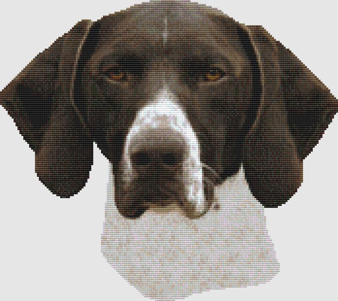 German Shorthair Pointer: Focus - DogShoppe Designs