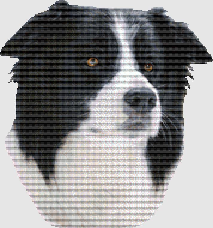 Border Collie: Portrait - DogShoppe Designs