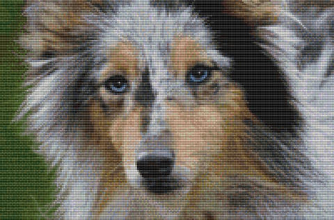 Shetland Sheepdog: Beauty (Blue Merle) - DogShoppe Designs