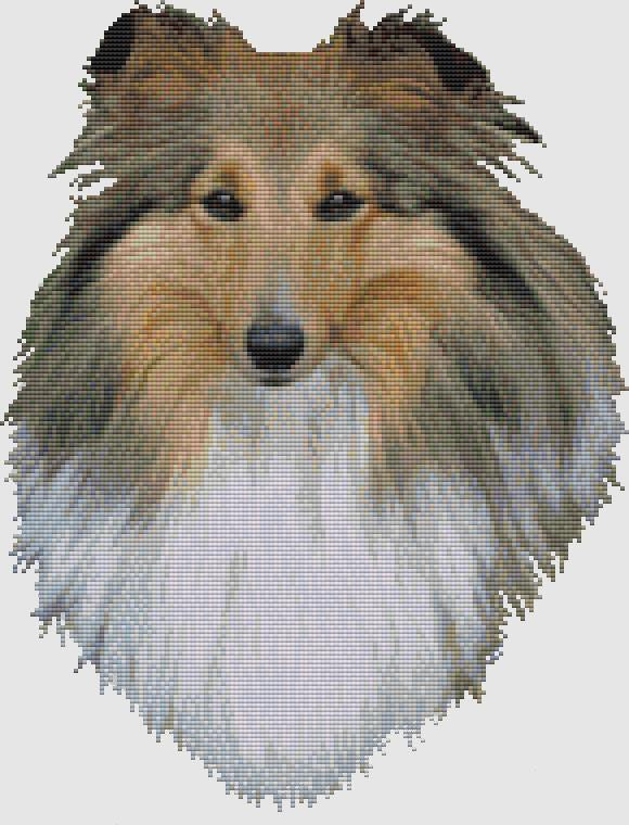 Shetland Sheepdog: Portrait (Sable) - DogShoppe Designs