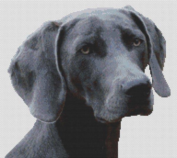 Weimaraner 2 - White Willow Stitching