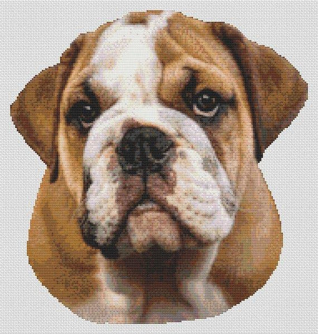 Brown & White Bulldog - White Willow Stitching