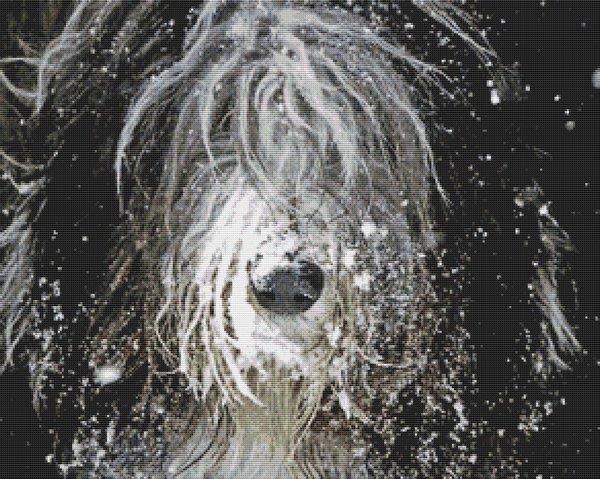 Snow Bearded Collie - White Willow Stitching