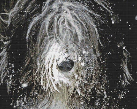 Snow Bearded Collie - White Willow Stitching
