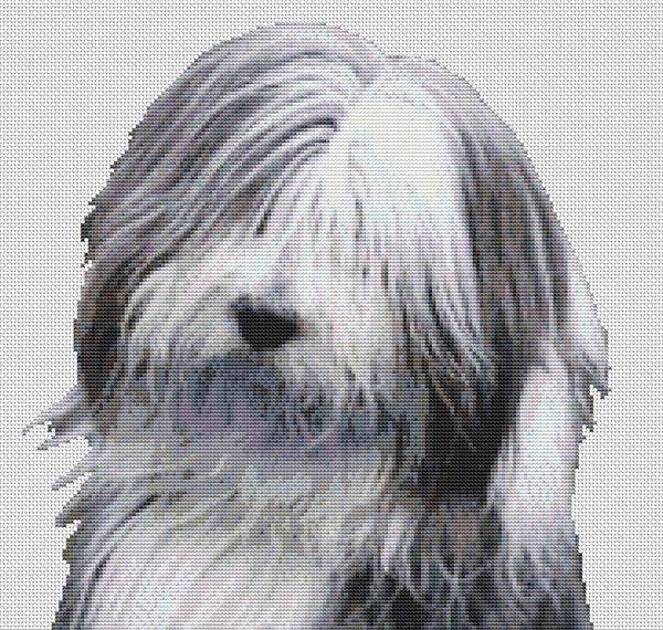 Bearded Collie 2 - White Willow Stitching