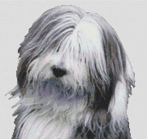 Bearded Collie 2 - White Willow Stitching