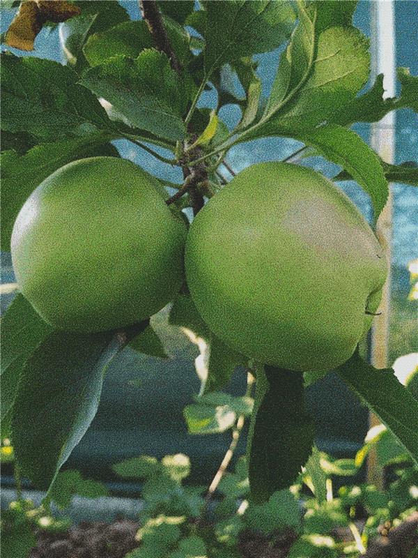 Green Apples - X Squared Cross Stitch