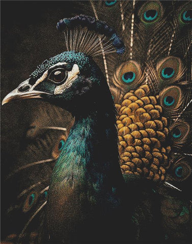 Beautiful Peacock With Colourful Feathers - X Squared Cross Stitch