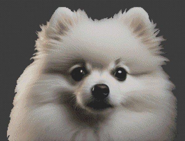 White Pomeranian - White Willow Stitching