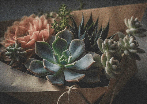 Succulents In A Box - X Squared Cross Stitch