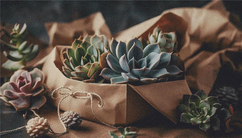 Succulents In A Box I - X Squared Cross Stitch