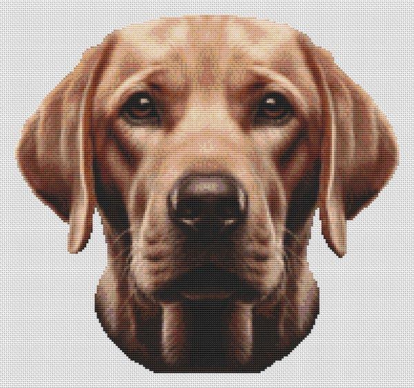 Fox Red Labrador Retriever - White Willow Stitching