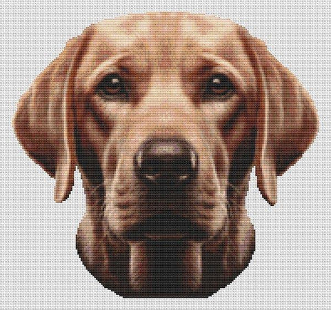 Fox Red Labrador Retriever - White Willow Stitching