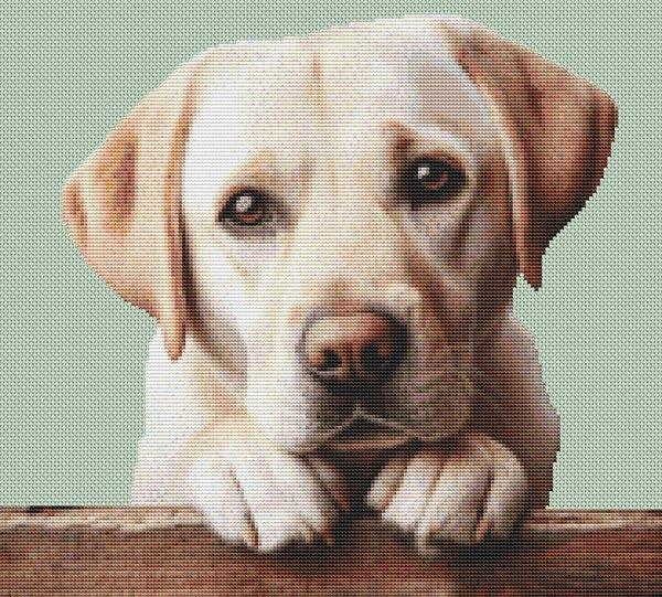 Yellow Lab Begging - White Willow Stitching