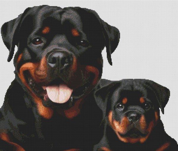 Rottweiler Pair - White Willow Stitching