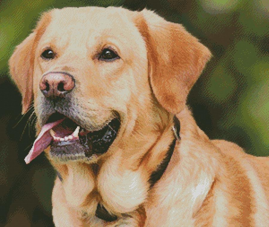 Labrador Retriever - Artecy Cross Stitch