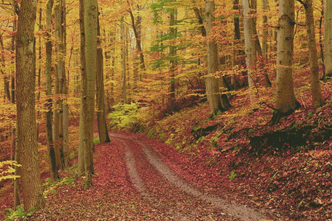 Autumn Path (Large) - Artecy Cross Stitch