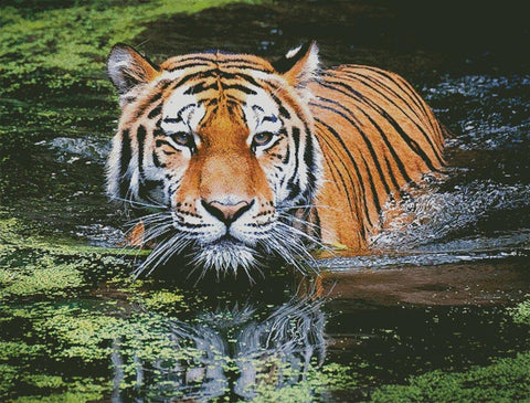 Tiger In Swamp (Large) - Artecy Cross Stitch