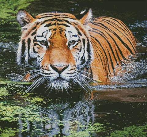 Tiger In Swamp (Large Crop) - Artecy Cross Stitch