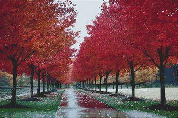 Fall Colors - White Willow Stitching