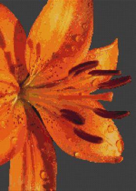 Lily Splendor - White Willow Stitching