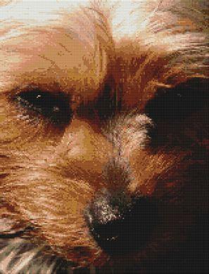 Yorkie Beauty - White Willow Stitching