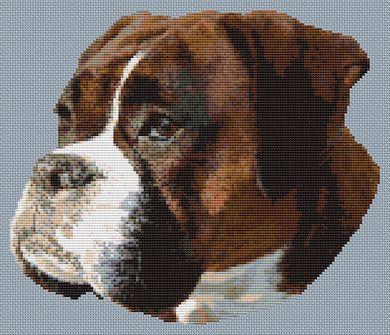 Boxer Beauty - White Willow Stitching