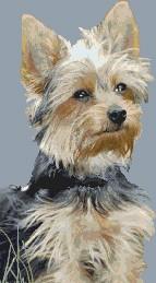 Winston - White Willow Stitching