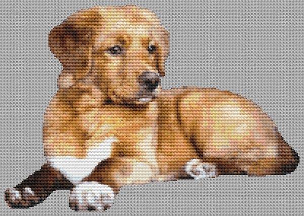 Adult Toller - White Willow Stitching