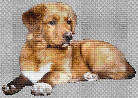 Adult Toller - White Willow Stitching
