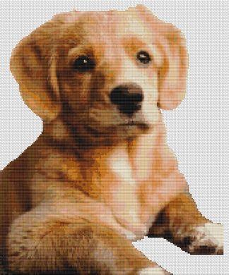 Toller Pup - White Willow Stitching