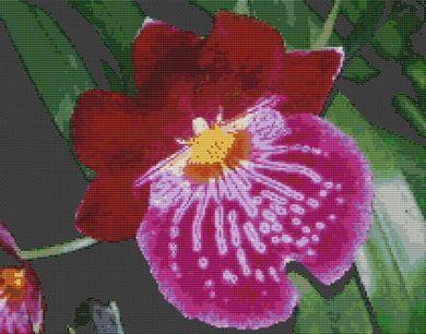 Red Orchid - White Willow Stitching